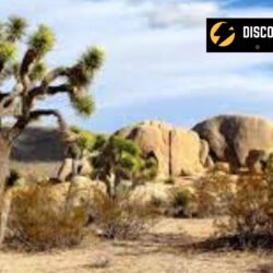 Best Months To Visit Joshua Tree National Park