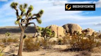 Best Months To Visit Joshua Tree National Park